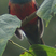 Bar-tailed Trogon